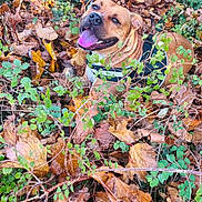 Uno a rejoint le concours — aidez-le/la à gagner de superbes lots ! dog, autumn, leaves, outdoor, nature, greenery, happy, tongue_out, canine, brown, pet, fall, smiling, plants, fur, animal, playful, forest_floor, seasonal, joyful