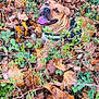 dog, autumn, leaves, outdoor, nature, greenery, happy, tongue_out, canine, brown, pet, fall, smiling, plants, fur, animal, playful, forest_floor, seasonal, joyful