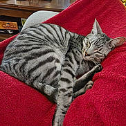 Cloud joined the competition — help win amazing prizes! cat, sleeping, tabby, striped, red_blanket, cozy, indoor, furniture, wooden_table, decorations, skull, relaxing, pet, animal, cute, nap, home, comfort, resting, feline