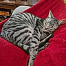 cat, sleeping, tabby, striped, red_blanket, cozy, indoor, furniture, wooden_table, decorations, skull, relaxing, pet, animal, cute, nap, home, comfort, resting, feline