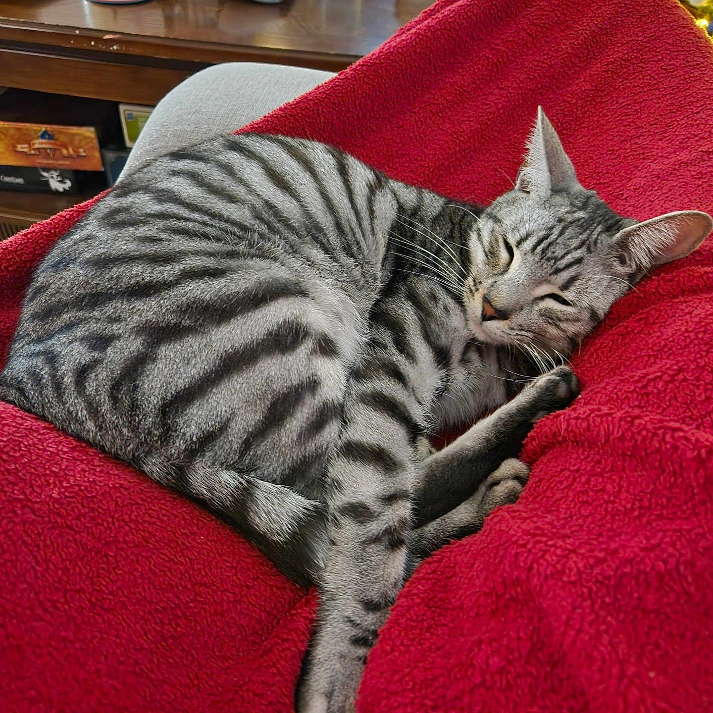 Cloud joined the competition — help win amazing prizes! cat, sleeping, tabby, striped, red_blanket, cozy, indoor, furniture, wooden_table, decorations, skull, relaxing, pet, animal, cute, nap, home, comfort, resting, feline