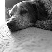 Ilou a rejoint le concours — aidez-le/la à gagner de superbes lots ! dog, lying_down, resting, black_and_white, indoor, fur, close_up, calm, peaceful, pet, sleepy, texture, portrait, animal, cozy, whiskers, nostrils, ears, side_view, soft_light