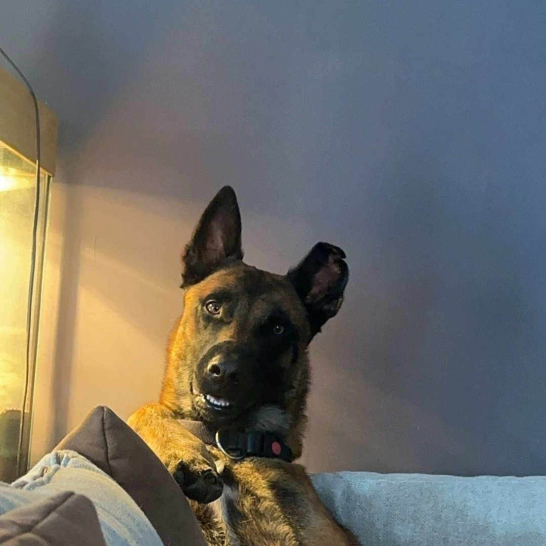 Sultan participe au concours pour gagner de l'argent avec cette photo : animal, architecture, bed, bedroom, building, canine, couch, cushion, dog, furniture, germanshepherd, homedecor, indoors, interiordesign, livingroom, pet, policedog, puppy, room, snout
