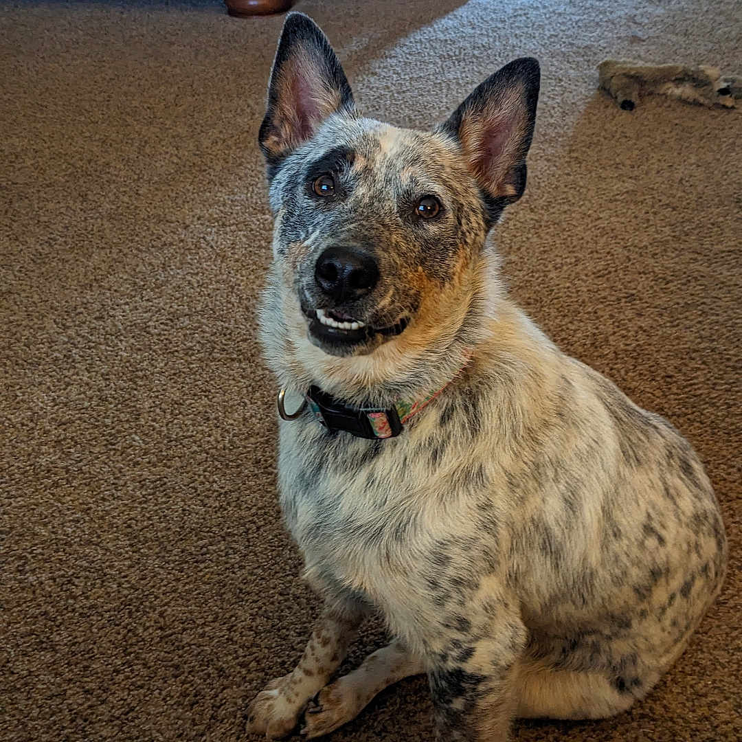 Tilly is registered to the contest to win money with this photo: accessories, animal, architecture, building, canine, chair, couch, cushion, dog, furniture, hardwood, homedecor, hound, indoors, interiordesign, livingroom, pet, puppy, room, wood