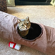 Lucy joined the competition — help win amazing prizes! cat, tabby_cat, pet, animal, toy, tunnel, plush_toy, snowman, carpet, indoor, cozy, curious, feline, collar, home, decor, brown, red, beige, playful