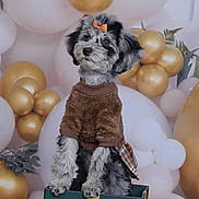 Oreo joined the competition — help win amazing prizes! adorable, animal, balloons, bow, brown_sweater, celebration, cute, decorations, dog, festive, fluffy, furry, gift_box, gold_balloons, indoor, party, pet, portrait, puppy, white_balloons