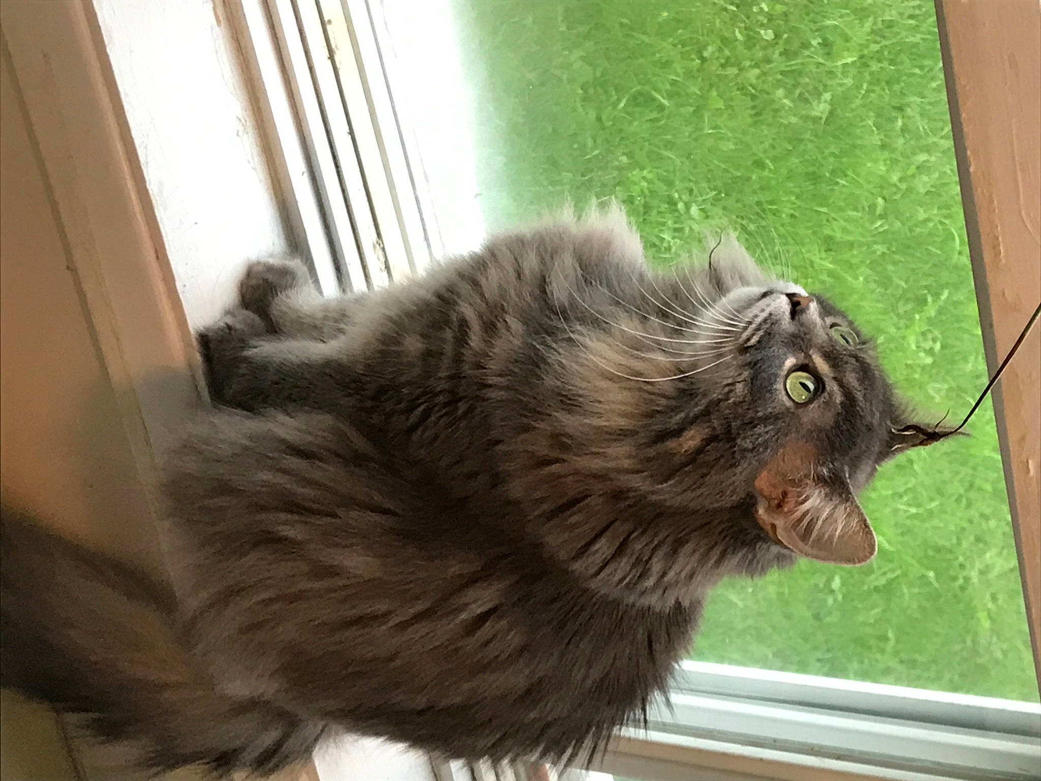 Abie a rejoint le concours — aidez-le/la à gagner de superbes lots ! canidae, carnivore, cat, claw, dog_breed, domestic_short_haired_cat, eye, fawn, felidae, fur, liver, paw, rodent, small_to_medium_sized_cats, snout, tail, terrestrial_animal, whiskers, wildlife, window