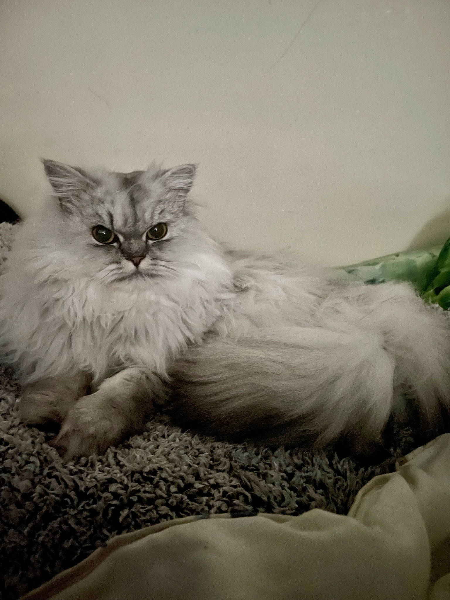 Molly participe au concours pour gagner de l'argent avec cette photo : british_longhair, carnivore, cat, claw, comfort, felidae, fur, grey, happy, monochrome, monochrome_photography, paw, persian, ragdoll, sitting, small_to_medium_sized_cats, snout, tail, terrestrial_animal, whiskers