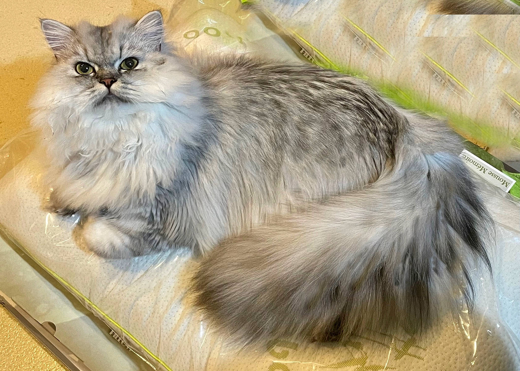 Molly a rejoint le concours — aidez-le/la à gagner de superbes lots ! british_longhair, carnivore, cat, claw, event, fawn, felidae, fur, grass, illustration, paw, persian, small_to_medium_sized_cats, snout, tail, terrestrial_animal, whiskers, wildlife, window