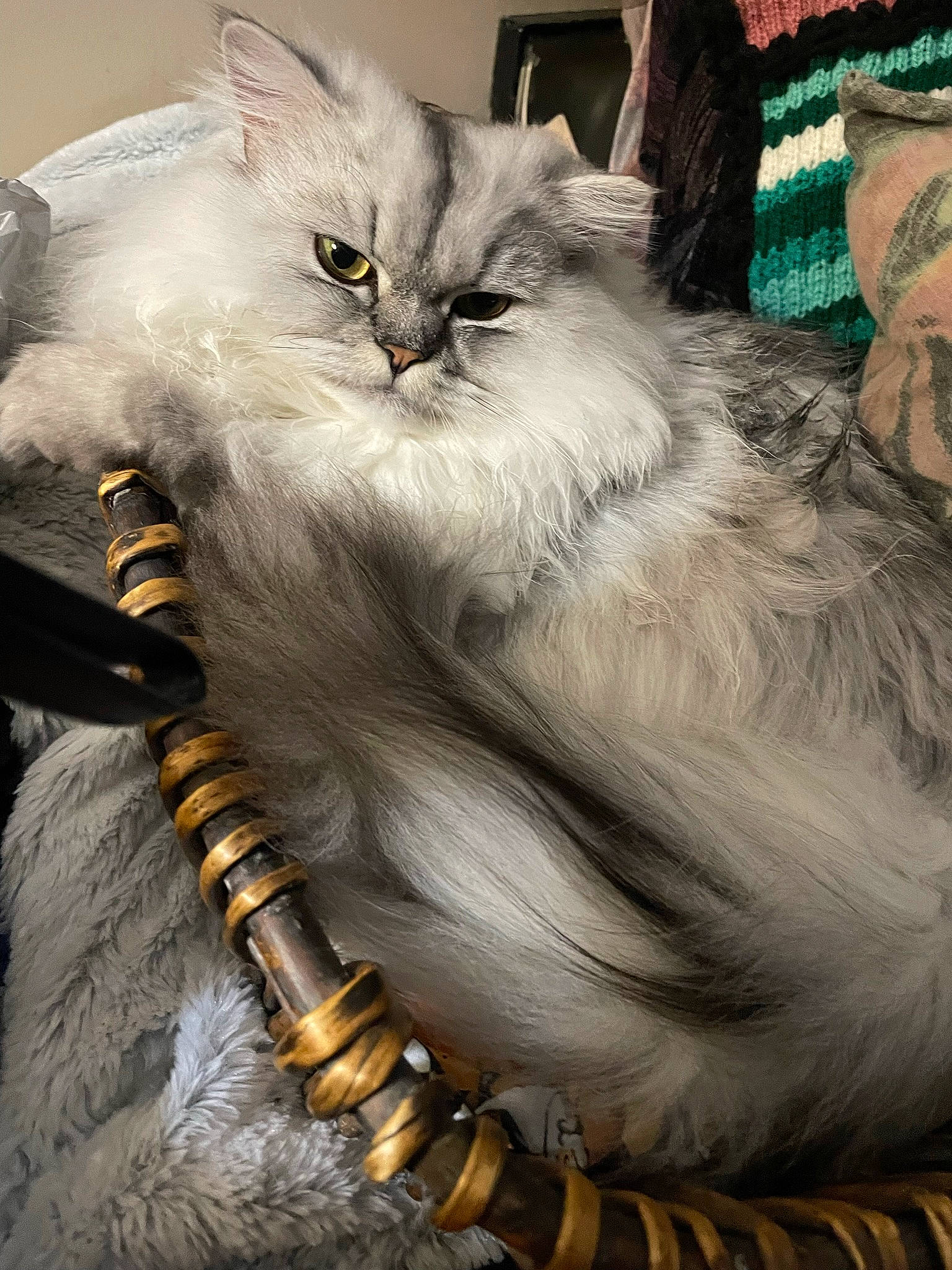 Molly a rejoint le concours — aidez-le/la à gagner de superbes lots ! bracelet, british_longhair, carnivore, cat, claw, fashion_accessory, felidae, fur, grey, iris, jewellery, persian, photography, small_to_medium_sized_cats, snout, terrestrial_animal, whiskers