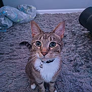 Neko joined the competition — help win amazing prizes! bell, cat, close_up, collar, cute, domestic_cat, ears, fur, green_eyes, household, indoor, looking_up, paws, pet, portrait, rug, shaggy_rug, sitting, tabby, whiskers