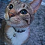 Neko is registered to the contest to win money with this photo: bell, cat, close_up, collar, curious, domestic_cat, eyes_reflection, feline, fur, green_eyes, indoor, macro, nose, pet, portrait, rug, soft_lighting, tabby, upward_gaze, whiskers
