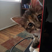 Juno joined the competition — help win amazing prizes! kitten, cat, curious, peeking, computer_monitor, paws, indoor, window, natural_light, wood_floor, carpet, furniture, whiskers, playful, closeup, pet, animal, cute, feline, house