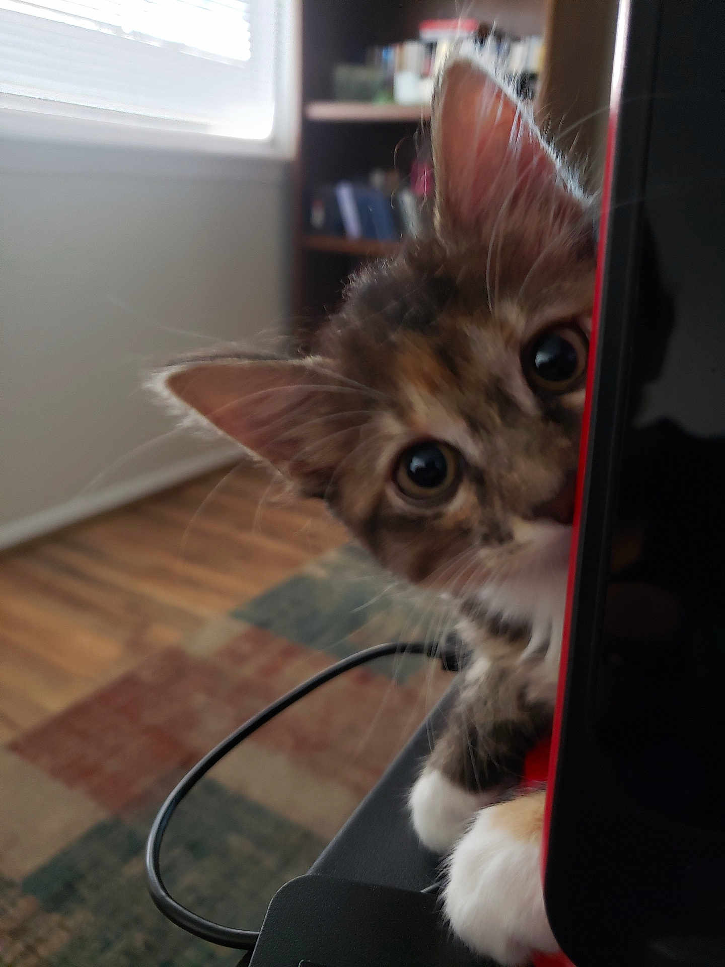 Juno joined the competition — help win amazing prizes! kitten, cat, curious, peeking, computer_monitor, paws, indoor, window, natural_light, wood_floor, carpet, furniture, whiskers, playful, closeup, pet, animal, cute, feline, house