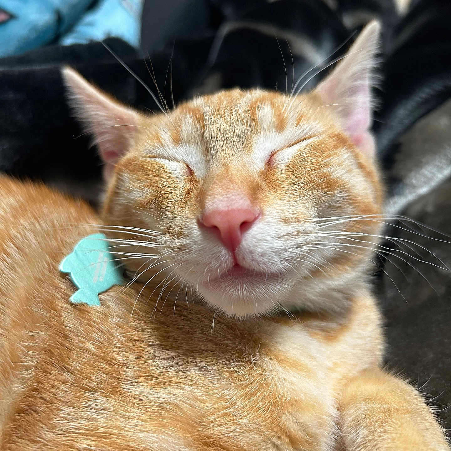 Clementine is registered to the contest to win money with this photo: abyssinian, accessories, animal, bodypart, cat, collar, couch, countryside, formalwear, furniture, kitten, manx, mouth, nature, person, pet, siamese, sleeping, strap, tie
