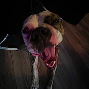 Suki joined the competition — help win amazing prizes! animal, black, brown, canine, closeup, companion, dog, domestic_animal, floor, happy, indoor, mouth, mouth_open, paw, pet, playful, snout, tongue, white, wooden_floor
