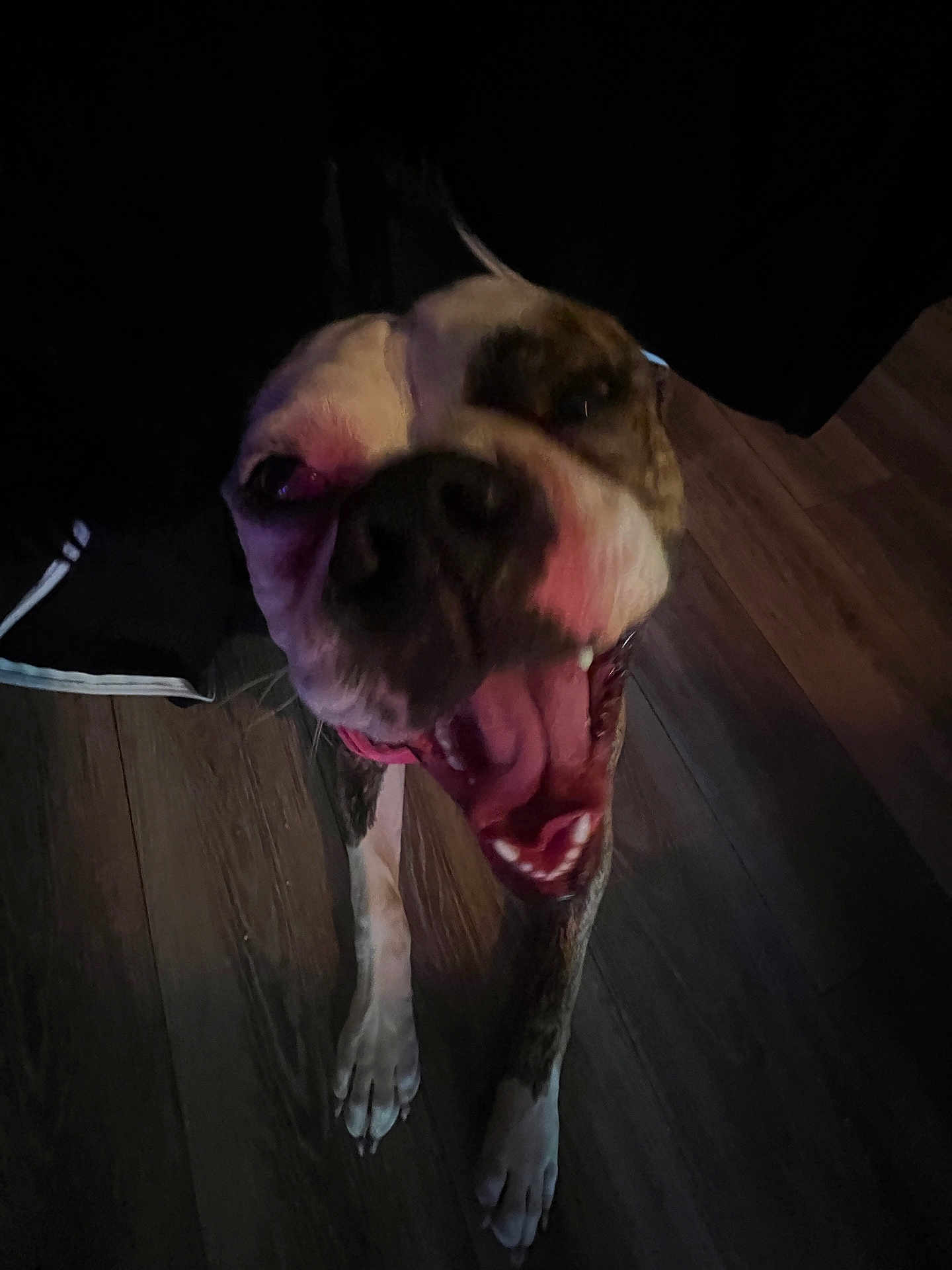 Suki