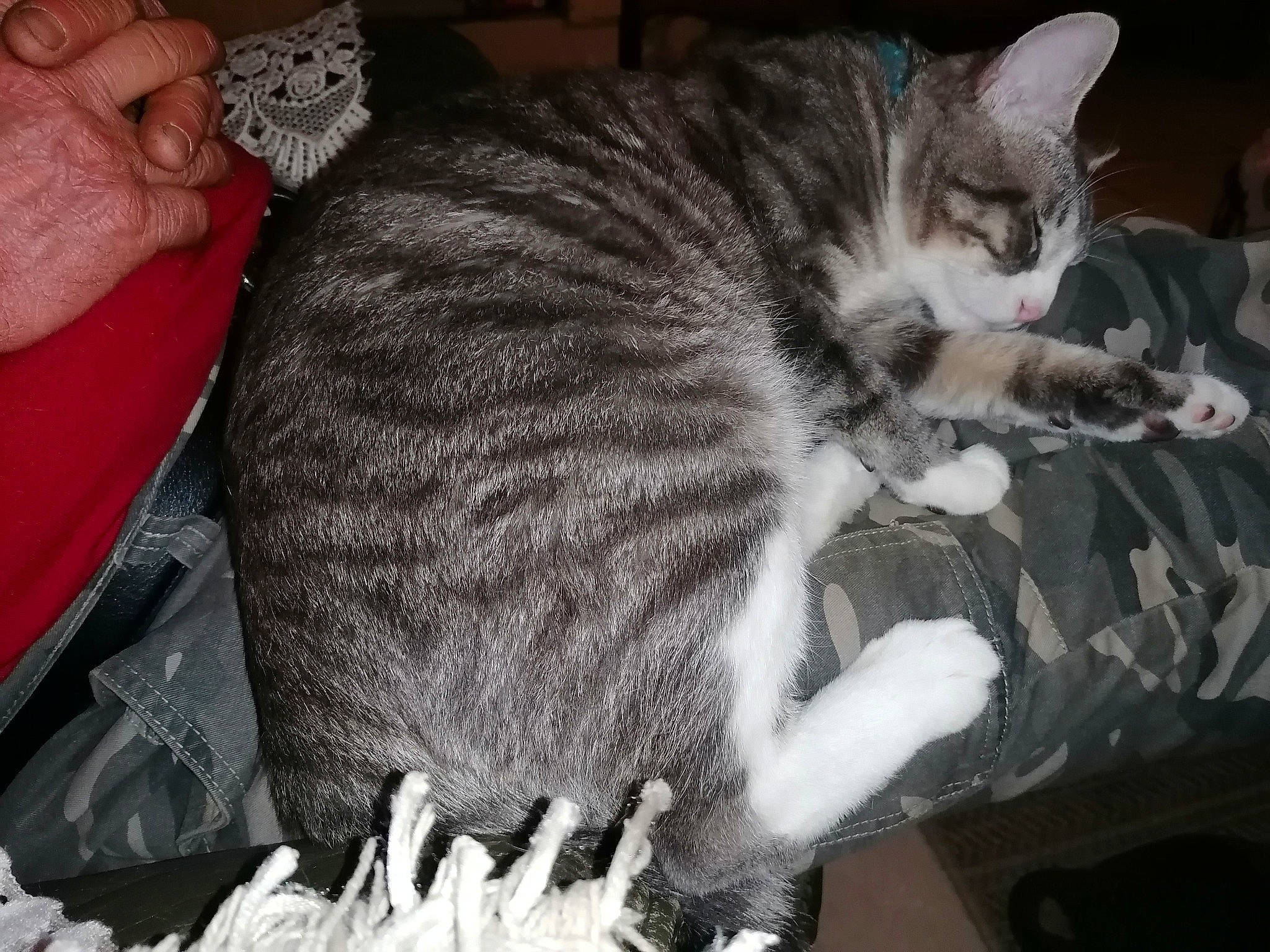 Chanel a rejoint le concours — aidez-le/la à gagner de superbes lots ! american_shorthair, american_wirehair, asian, carnivore, cat, domestic_short_haired_cat, dragon_li, ear, european_shorthair, felidae, fur, kitten, mammal, polydactyl_cat, small_to_medium_sized_cats, tabby_cat, whiskers