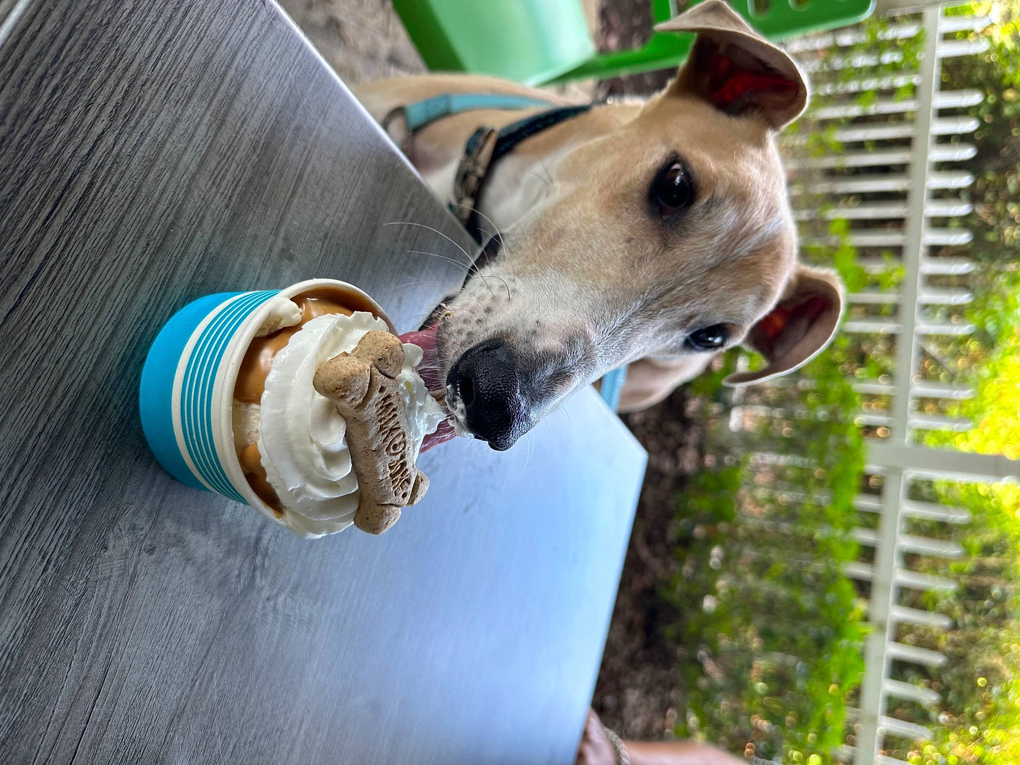 Jax joined the competition — help win amazing prizes! carnivore, collar, companion_dog, dog, dog_breed, dog_collar, dog_supply, drink, drinking, fawn, food, green, ingredient, pet_supply, plant, sighthound, snout, tableware, wood, working_animal