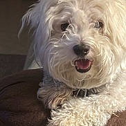 Harley joined the competition — help win amazing prizes! dog, white_dog, curly_fur, pet, animal, indoor, close_up, happy, smiling, paws, resting, fur, cute, companion, canine, domestic_animal, furry, friendly, portrait, cozy
