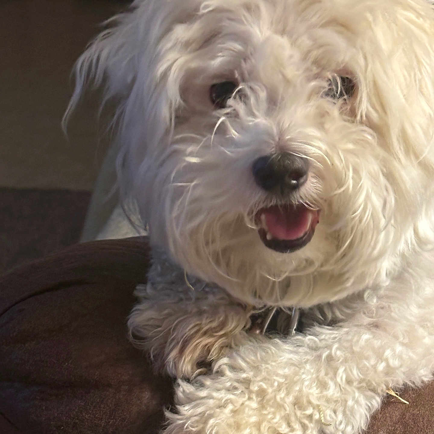 Harley joined the competition — help win amazing prizes! animal, canine, close_up, companion, cozy, curly_fur, cute, dog, domestic_animal, friendly, fur, furry, happy, indoor, paws, pet, portrait, resting, smiling, white_dog
