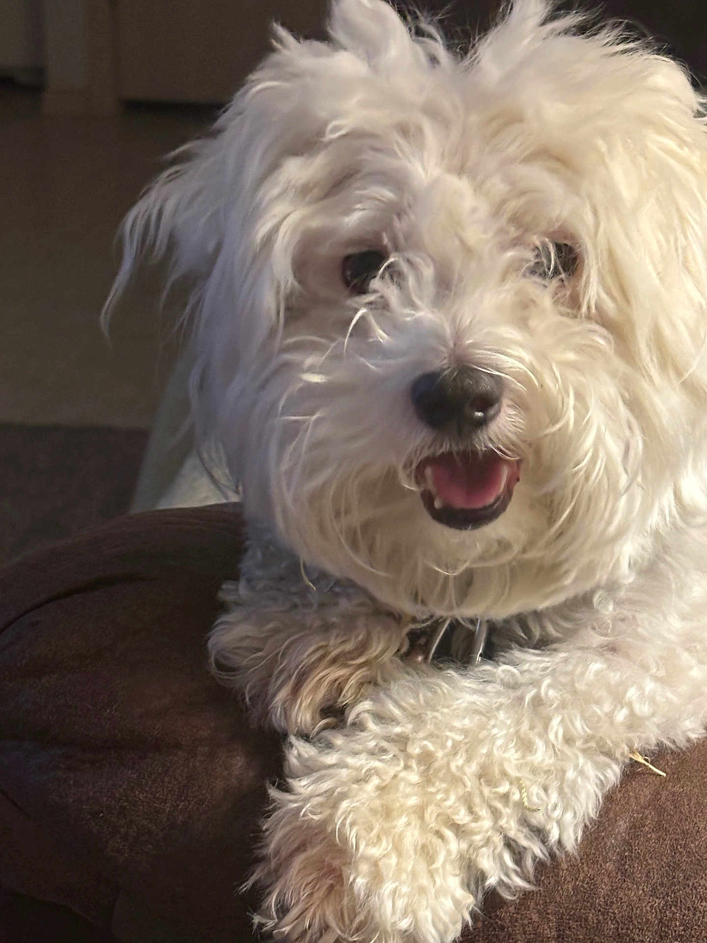Harley joined the competition — help win amazing prizes! dog, white_dog, curly_fur, pet, animal, indoor, close_up, happy, smiling, paws, resting, fur, cute, companion, canine, domestic_animal, furry, friendly, portrait, cozy