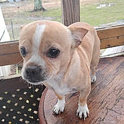 Casper is registered to the contest to win money with this photo: dog, chihuahua, pet, close_up, animal, small_dog, tan_fur, white_marking, paws, nose, eyes, whiskers, wooden_table, porch, railing, outdoor, standing, fur, cute, portrait