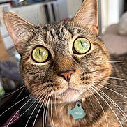Twix is registered to the contest to win money with this photo: cat, tabby_cat, close_up, green_eyes, whiskers, pet, indoor, collar, name_tag, feline, curious, animal, face, fur, portrait, domestic, cute, focus, blurry_background, mammal