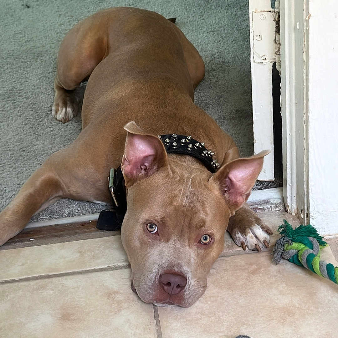 Poppa joined the competition — help win amazing prizes! accessories, animal, boxer, bulldog, canine, dog, face, frenchbulldog, head, hound, labradorretriever, leash, person, pet, pitbull, puppy, rope, strap, terrier, wood