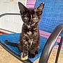 Vera joined the competition — help win amazing prizes! kitten, cat, tortoiseshell, animal, pet, chair, outdoor, porch, door, purple_wall, curious, sitting, feline, young, yellow_eyes, fur, whiskers, paw, tail, domestic_animal