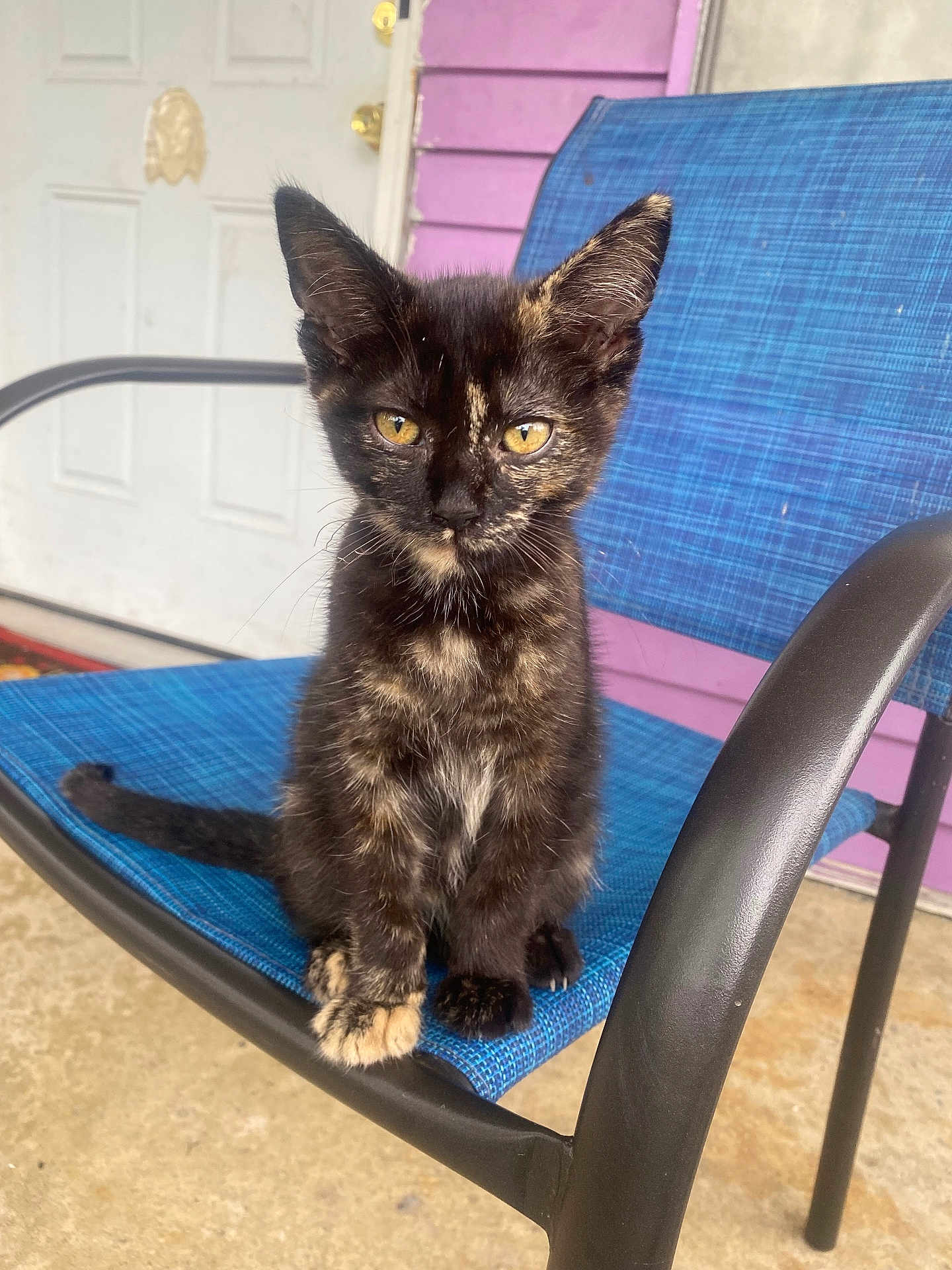 Vera joined the competition — help win amazing prizes! kitten, cat, tortoiseshell, animal, pet, chair, outdoor, porch, door, purple_wall, curious, sitting, feline, young, yellow_eyes, fur, whiskers, paw, tail, domestic_animal