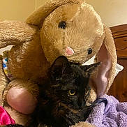 Vera joined the competition — help win amazing prizes! kitten, cat, plush_toy, stuffed_animal, bunny, toy, indoor, bedroom, blanket, purple_blanket, fur, ears, cute, pet, animal, soft, comfort, cozy, resting, feline