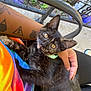 Vera is registered to the contest to win money with this photo: kitten, cat, tortoiseshell, yellow_eyes, person, tattoo, arm, tie_dye_shirt, hand, outdoor, metal_chair, patio, greenery, fur, paw, curious, pet, relaxing, close_up, daylight