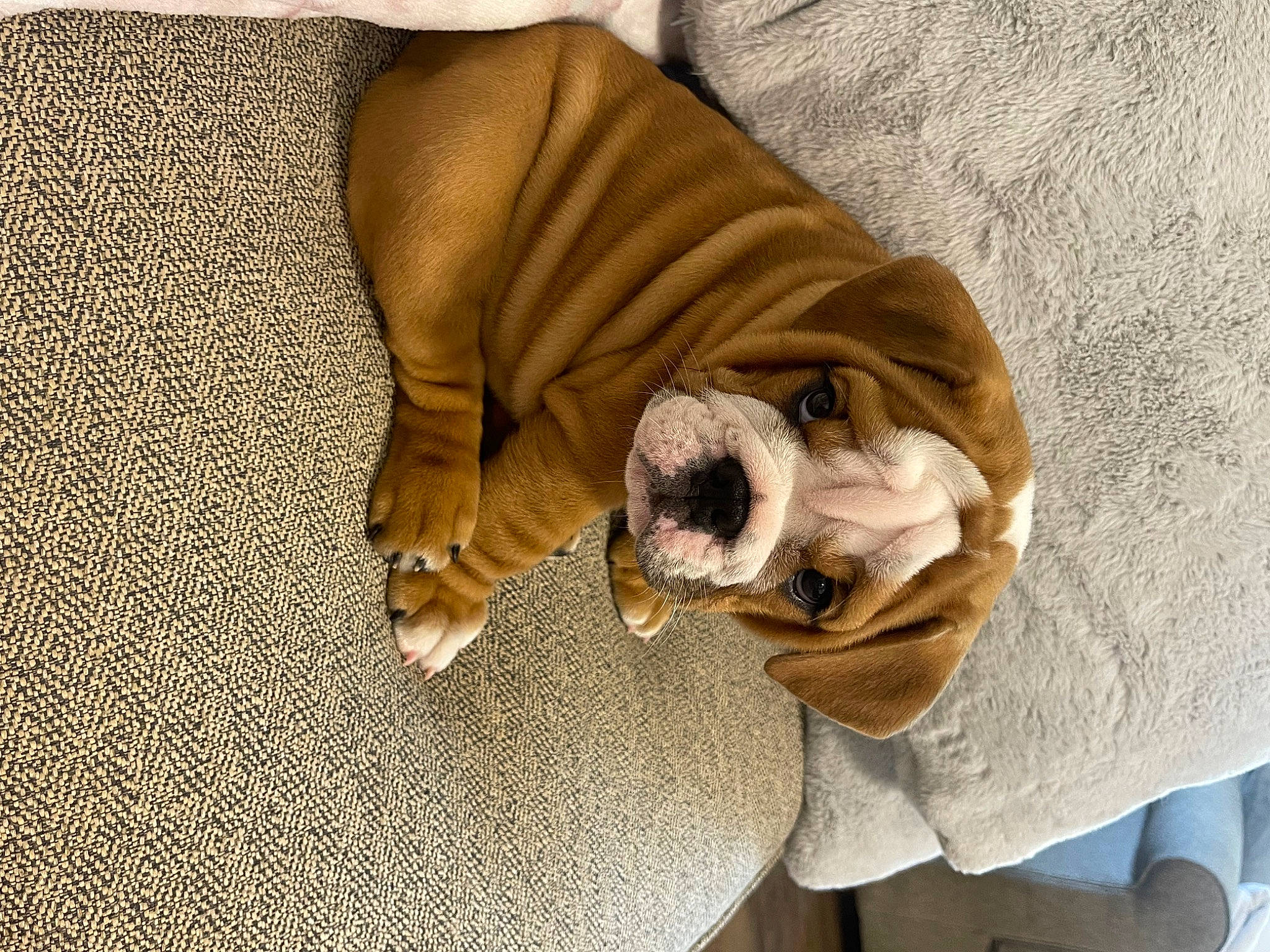 Hank is registered to the contest to win money with this photo: bulldog, canidae, carnivore, comfort, companion_dog, dog, dog_breed, dog_supply, fawn, felidae, flooring, hardwood, linens, nap, pet_supply, snout, sporting_group, toy_dog, wood, working_animal