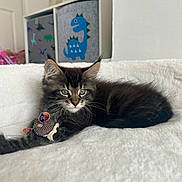 Simba is registered to the contest to win money with this photo: kitten, cat, toy, fabric_mouse, blanket, soft, furniture, indoor, dinosaur, storage_bins, cozy, fur, pet, playful, relaxed, animal, cute, home, resting, young_cat