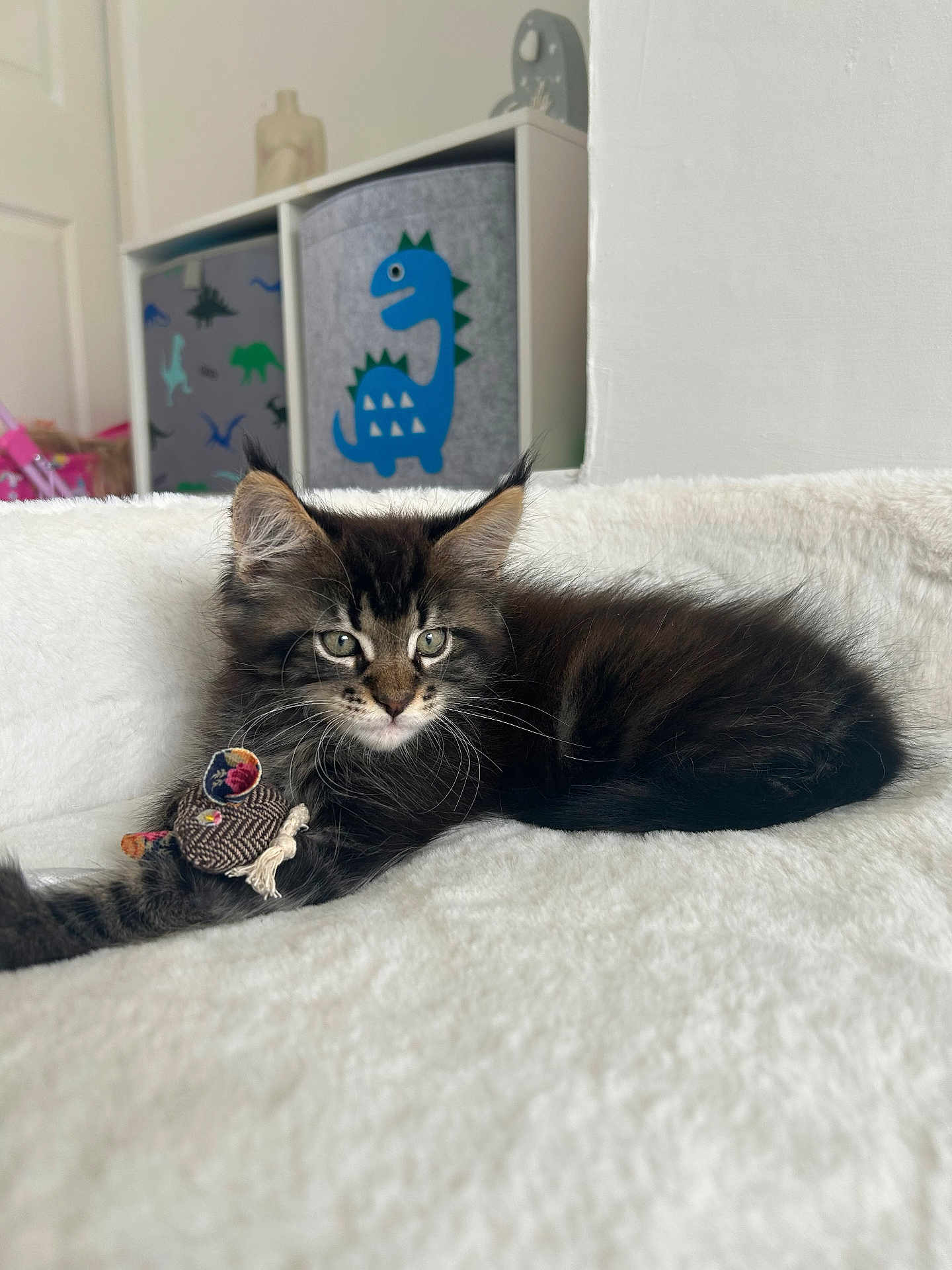 Simba is registered to the contest to win money with this photo: kitten, cat, toy, fabric_mouse, blanket, soft, furniture, indoor, dinosaur, storage_bins, cozy, fur, pet, playful, relaxed, animal, cute, home, resting, young_cat