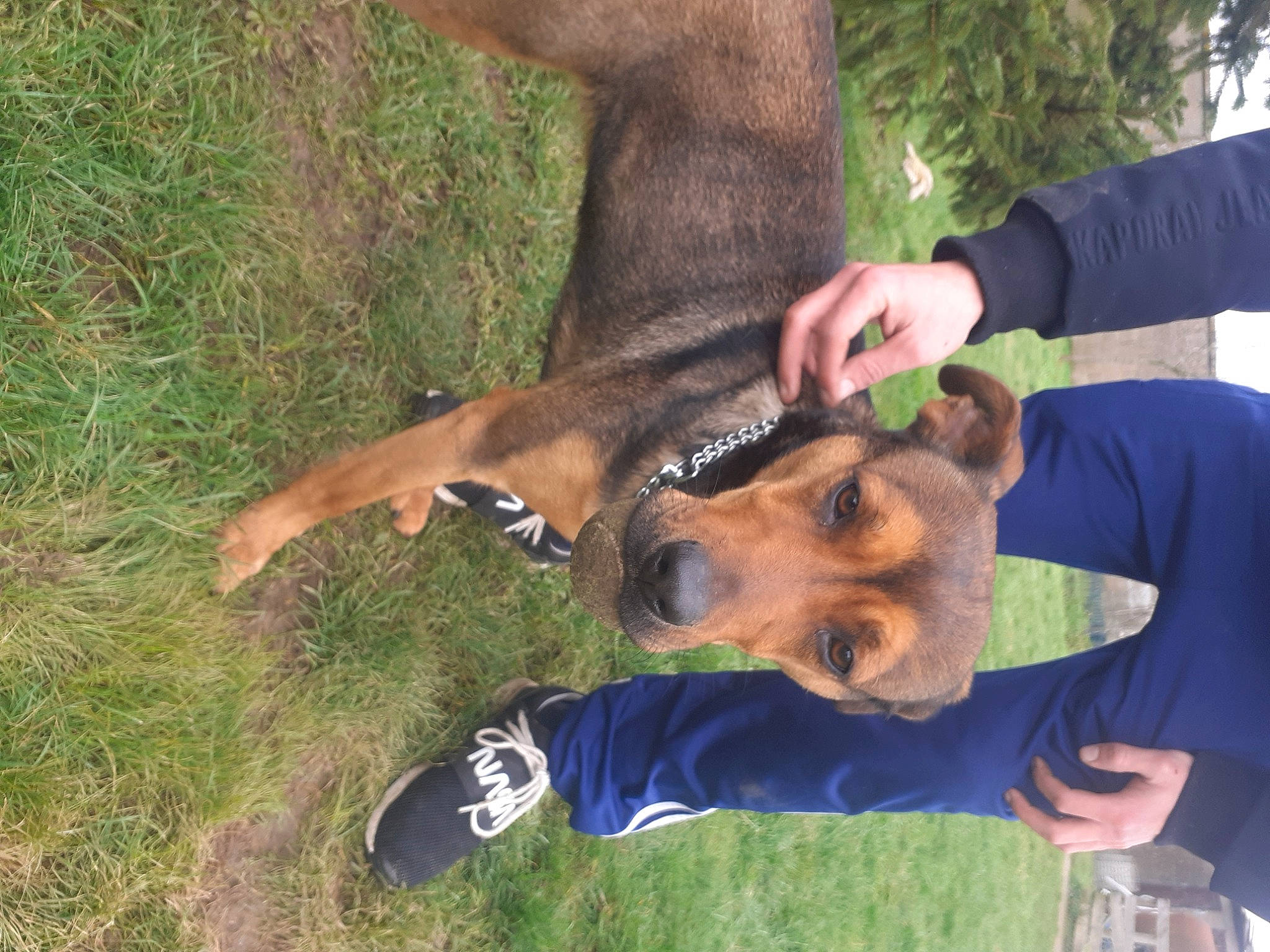 Princesses a rejoint le concours — aidez-le/la à gagner de superbes lots ! canidae, carnivore, collar, companion_dog, dog, dog_breed, dog_collar, dog_supply, fawn, fur, gesture, grass, guard_dog, leash, plant, snout, sporting_group, tree, working_animal, working_dog