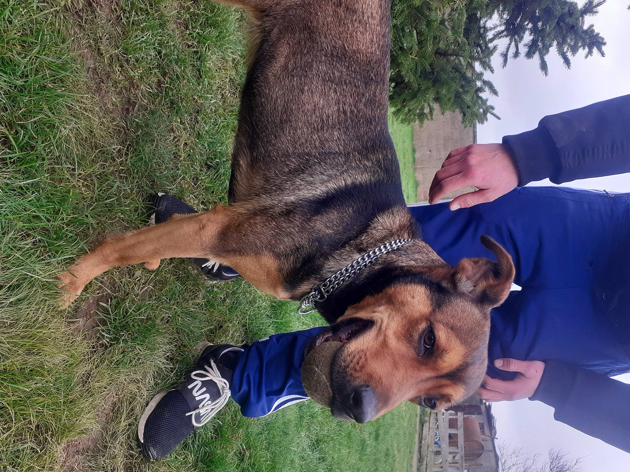 Princesses participe au concours pour gagner de l'argent avec cette photo : canidae, carnivore, collar, companion_dog, dog, dog_breed, electric_blue, fawn, fur, gesture, grass, liver, pack_animal, plant, snout, sporting_group, tail, tree, vertebrate, working_animal