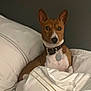 Anubis participe au concours pour gagner de l'argent avec cette photo : dog, basenji, bed, blanket, indoor, pet, collar, fur, resting, white, brown, ears, animal, cozy, comfort, portrait, looking, cute, domestic, relaxed