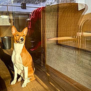 Anubis a rejoint le concours — aidez-le/la à gagner de superbes lots ! dog, basenji, indoor, wooden_floor, sunlight, reflection, mountain, snow, window, glass, pet, animal, sitting, calm, brown, white, ears_up, house, nature, cozy