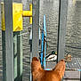 dog, ears, water, ducks, metal_bars, yellow_post, blue_railing, chain, dock, outdoor, animal, nature, river, pet, curious, brown, white_patch, resting, wildlife, sunlight