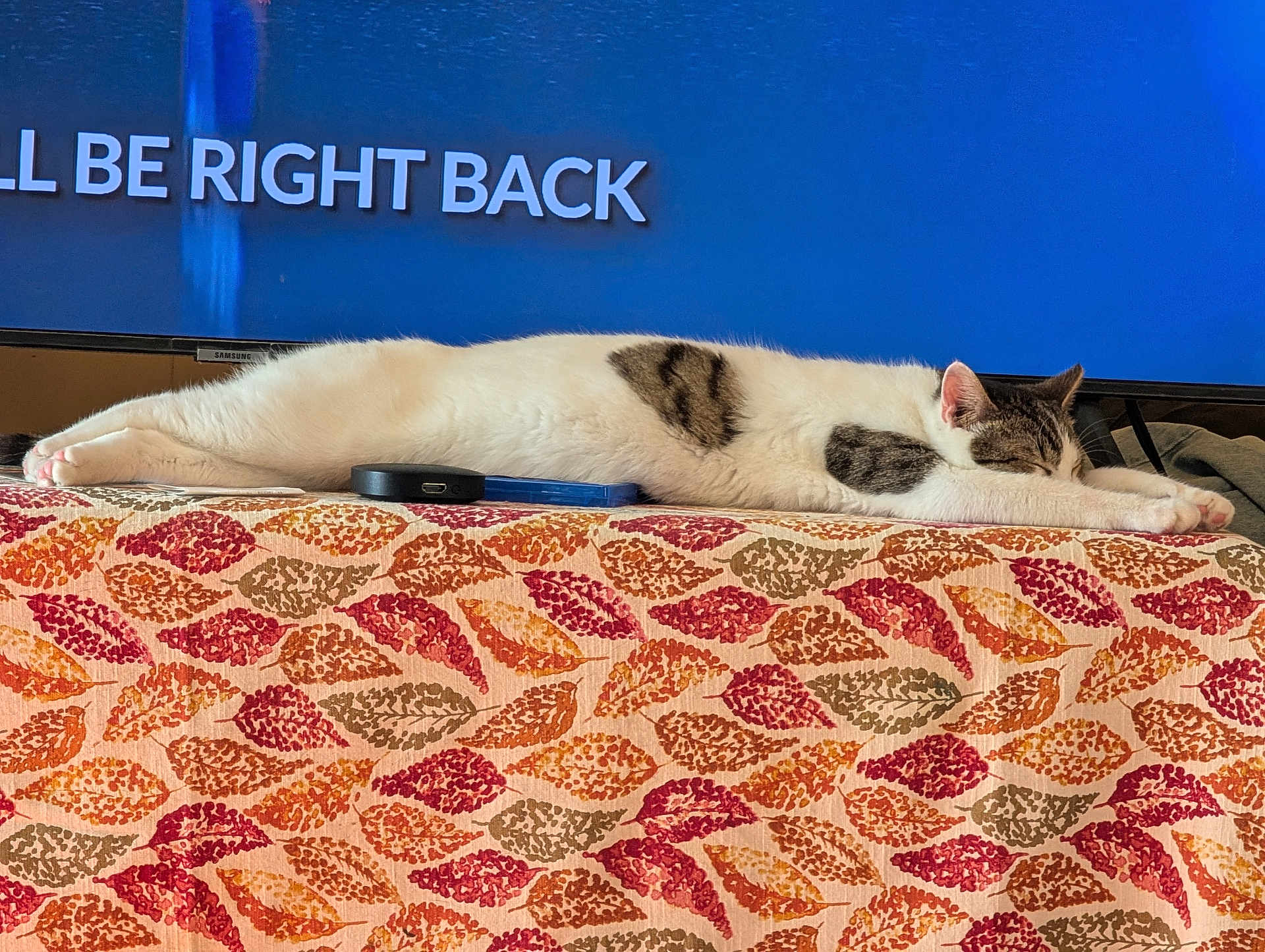 Harvey joined the competition — help win amazing prizes! cat, cozy, domestic_pet, electronics, furniture, indoor, leaf_pattern, living_room, nap, on_screen_text, paws, remote_control, resting, sleeping_cat, stretched_out, tabby, tablecloth, tv_screen, whiskers, white_fur