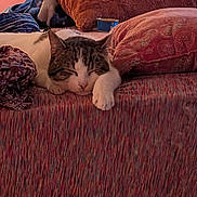 Harvey is registered to the contest to win money with this photo: bed, blanket, cat, close_up, cozy, cushion, domestic_cat, fur, household, indoor, patterned, paw, pet, pillow, portrait, resting, sleeping, sleepy, textile, whiskers