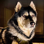 Jarvis joined the competition — help win amazing prizes! dog, husky, animal, pet, fur, canine, lying_down, harness, alert, portrait, indoors, wooden_floor, brown_eyes, black_and_white_fur, close_up, mammal, companion, domestic_animal, resting, focused