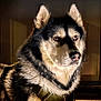 dog, husky, animal, pet, fur, canine, lying_down, harness, alert, portrait, indoors, wooden_floor, brown_eyes, black_and_white_fur, close_up, mammal, companion, domestic_animal, resting, focused