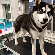 Jay joined the competition — help win amazing prizes! husky, dog, blue_eyes, grooming_table, pet_salon, indoor, standing, black_and_white_fur, window, mirror, clean, shelf, bottle, spray_bottle, leash, floor, tile_floor, ears_up, alert, pet_care