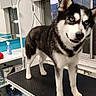 husky, dog, blue_eyes, grooming_table, pet_salon, indoor, standing, black_and_white_fur, window, mirror, clean, shelf, bottle, spray_bottle, leash, floor, tile_floor, ears_up, alert, pet_care