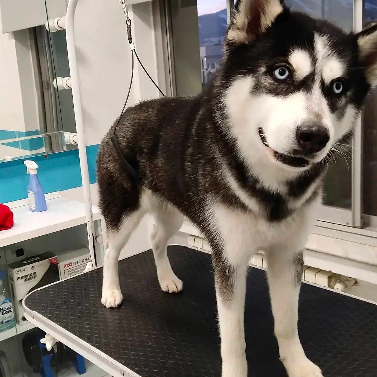 Jay joined the competition — help win amazing prizes! husky, dog, blue_eyes, grooming_table, pet_salon, indoor, standing, black_and_white_fur, window, mirror, clean, shelf, bottle, spray_bottle, leash, floor, tile_floor, ears_up, alert, pet_care