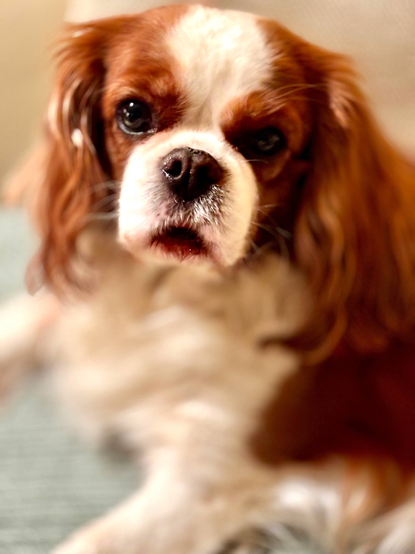 Rosa participe au concours pour gagner de l'argent avec cette photo : animal, beagle, bulldog, canine, cockerspaniel, dog, hound, papillon, pet, puppy, snout, terrier