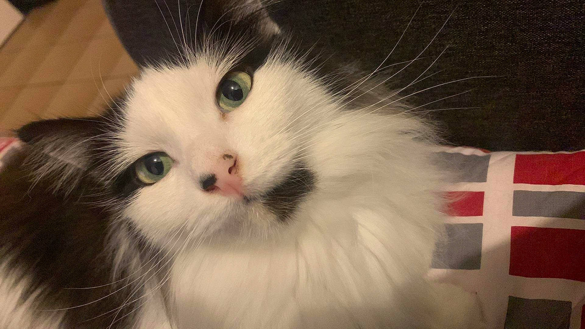 Pako a rejoint le concours — aidez-le/la à gagner de superbes lots ! carnivore, cat, felidae, fur, small_to_medium_sized_cats, snout, terrestrial_animal, whiskers